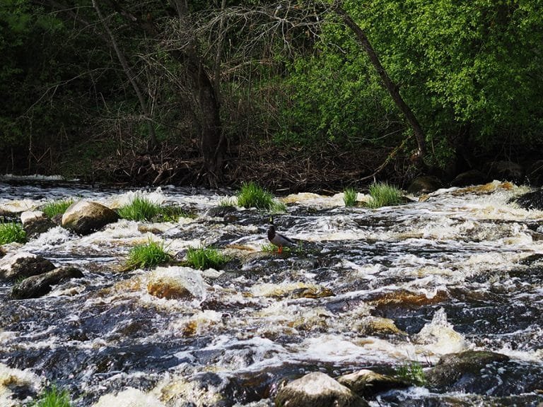 Kaimo turizmo sodyba Senas malūnas