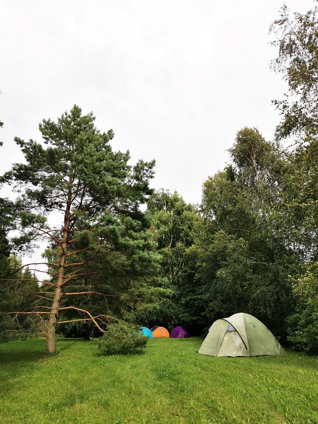 Palapinės stovyklavietės pievoje tarp pušų ir beržų